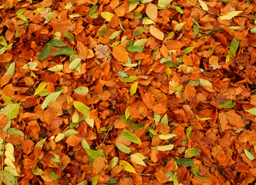 baKnoLeaves.png